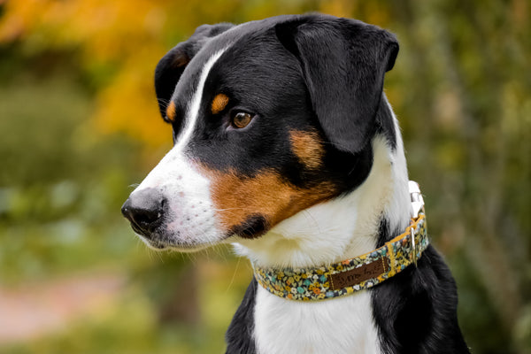 "Magical Marigolds" collar for dogs
