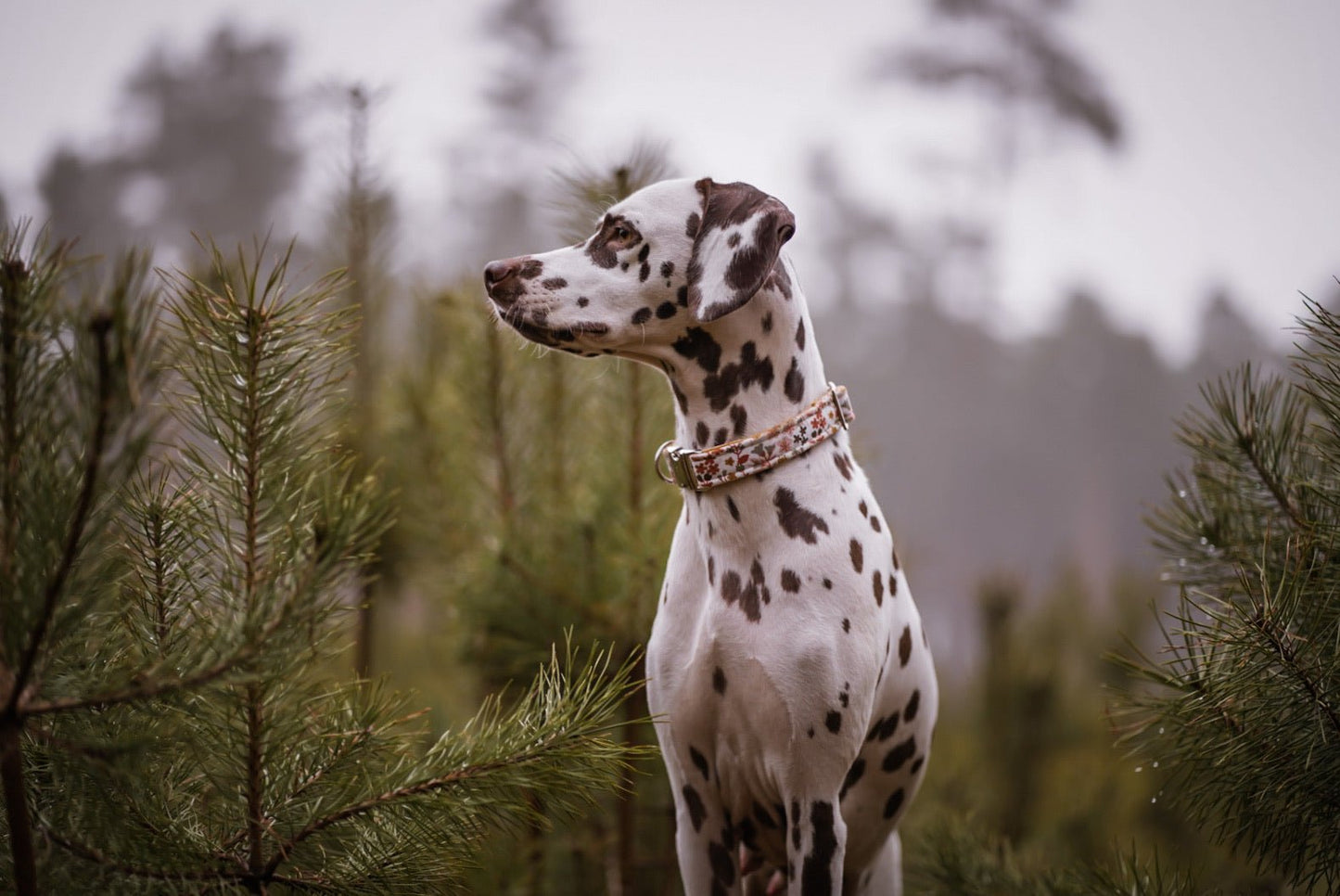 "Boho Bliss" Halsband für Hunde - Mr. Fox Hundezubehör