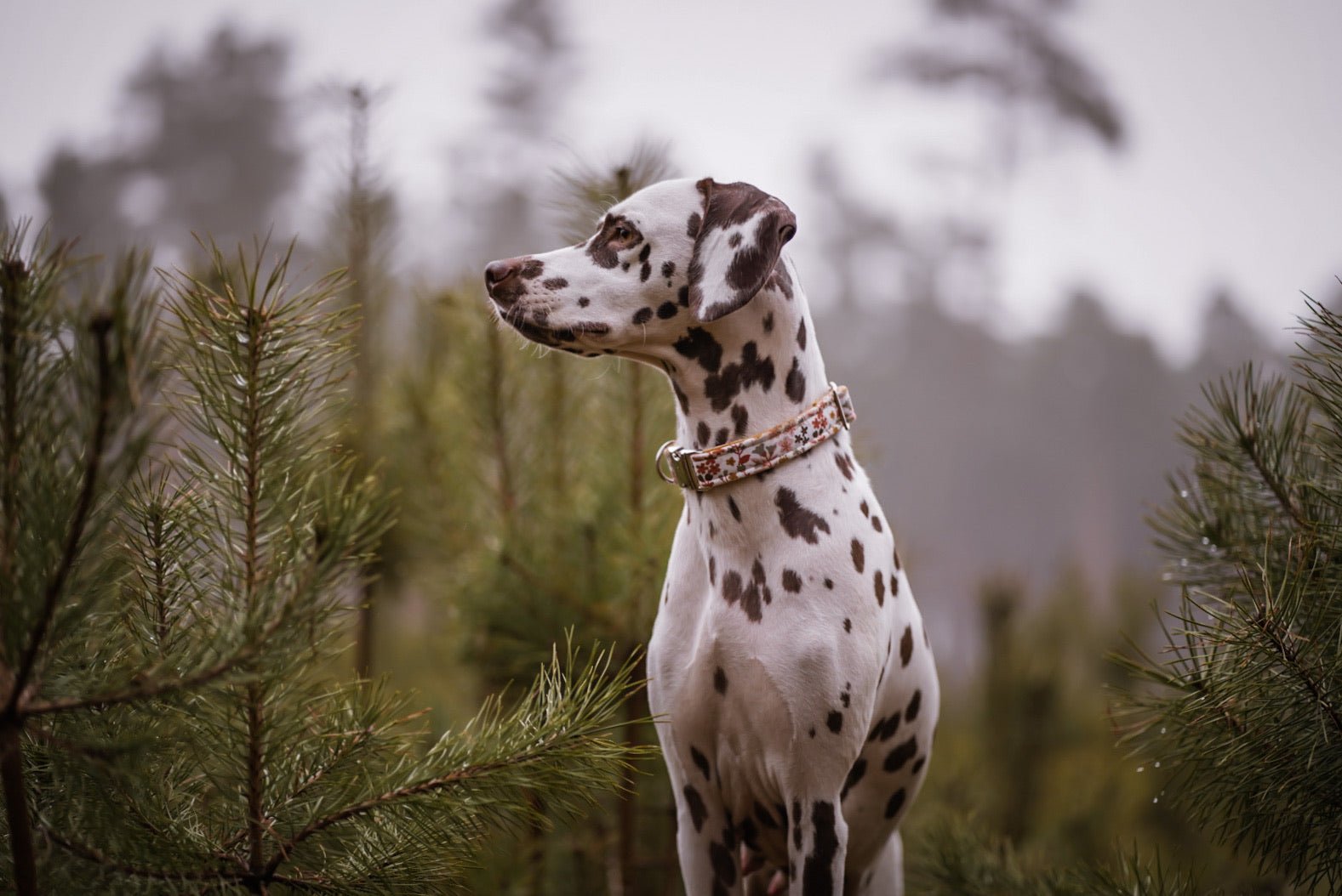 "Boho Bliss" Halsband für Hunde - Mr. Fox Hundezubehör
