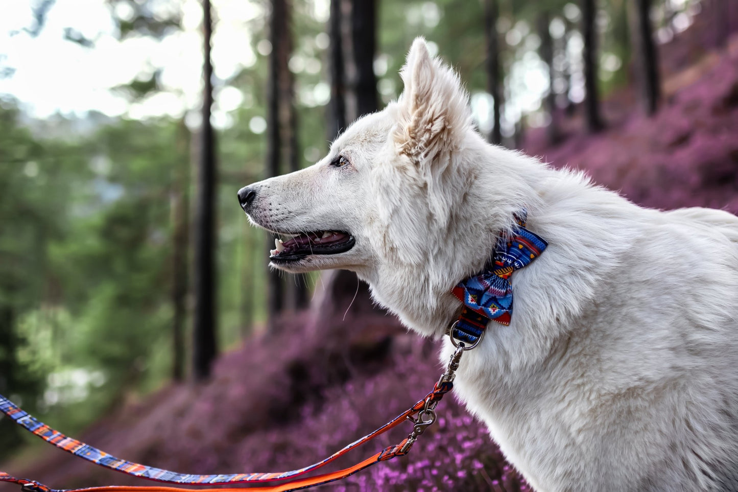 "Aztec Adventure" Halsband für Hunde - Mr. Fox Hundezubehör