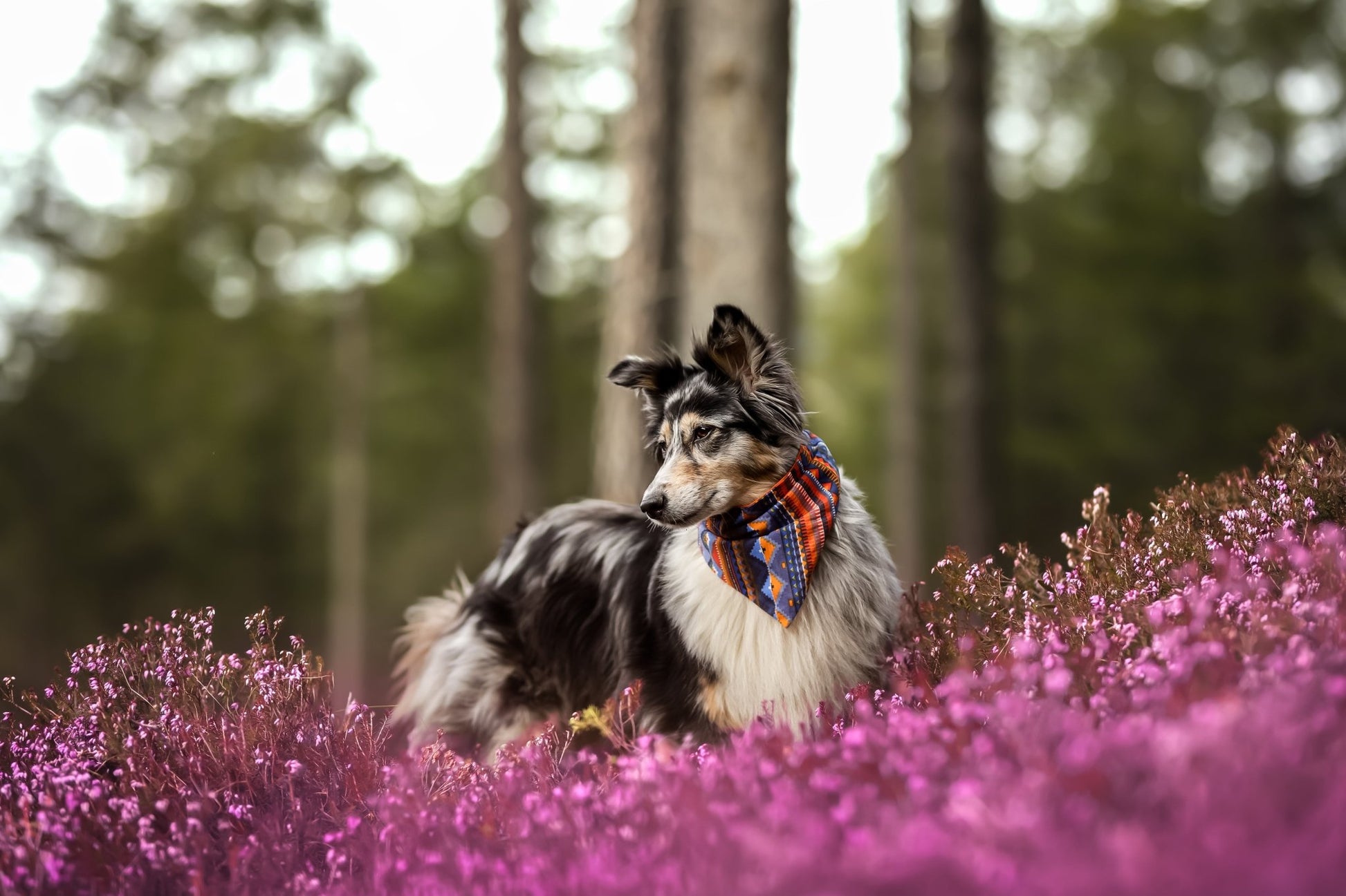 "Aztec Adventure" Hundehalstuch - Mr. Fox Hundezubehör
