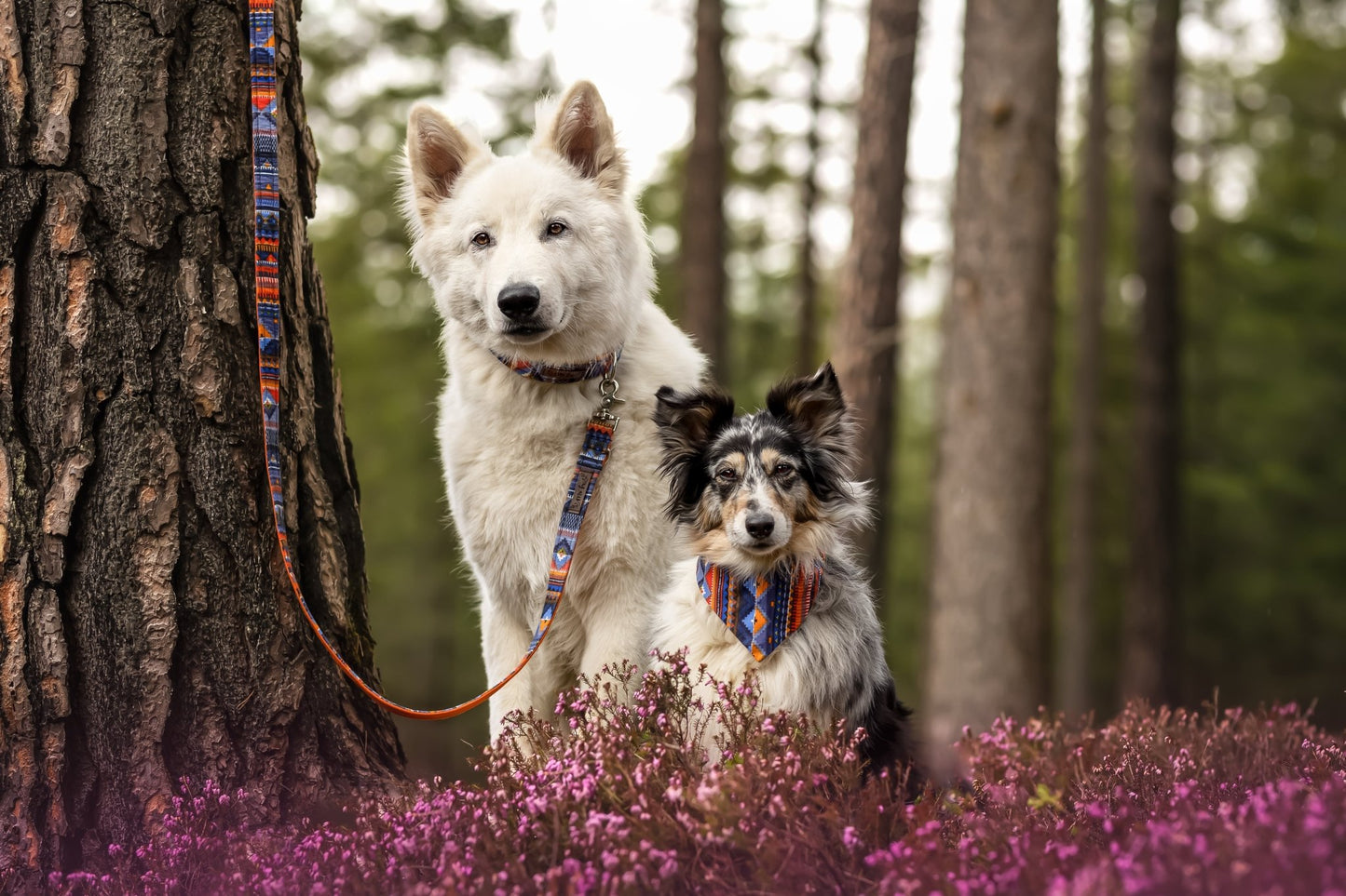 "Aztec Adventure" Halsband für Hunde - Mr. Fox Hundezubehör