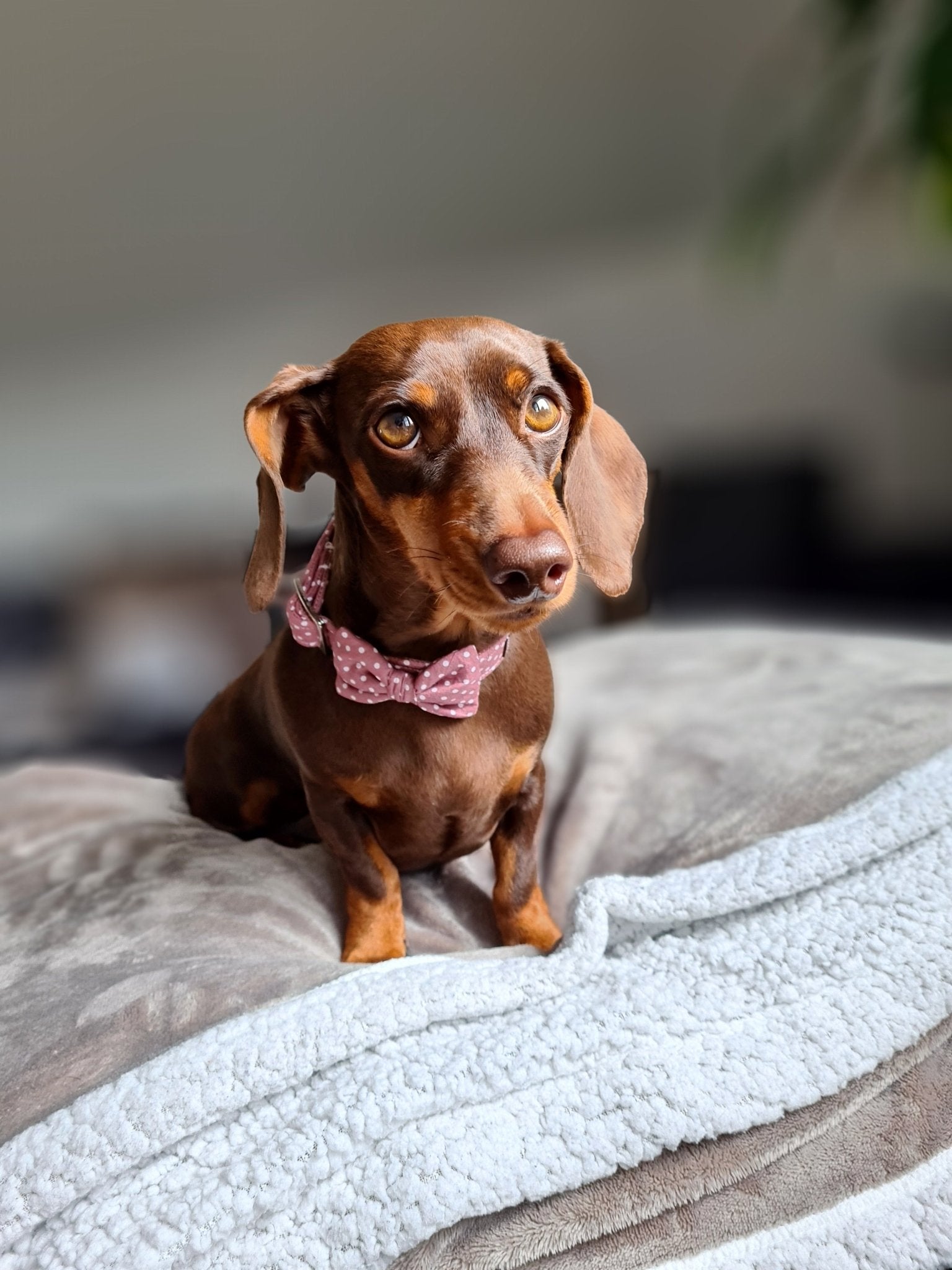 "Mauve Polkadot" Fliege für Hundehalsbänder - Mr. Fox Hundezubehör