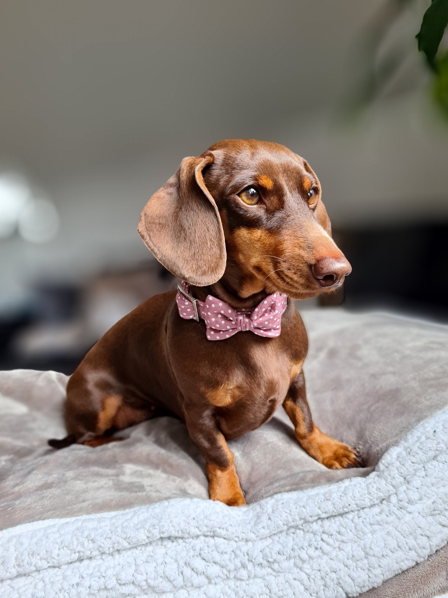 "Mauve Polkadot" Fliege für Hundehalsbänder - Mr. Fox Hundezubehör