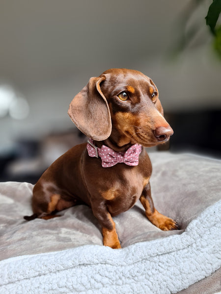 "Mauve Polkadot" bow tie for dog collars