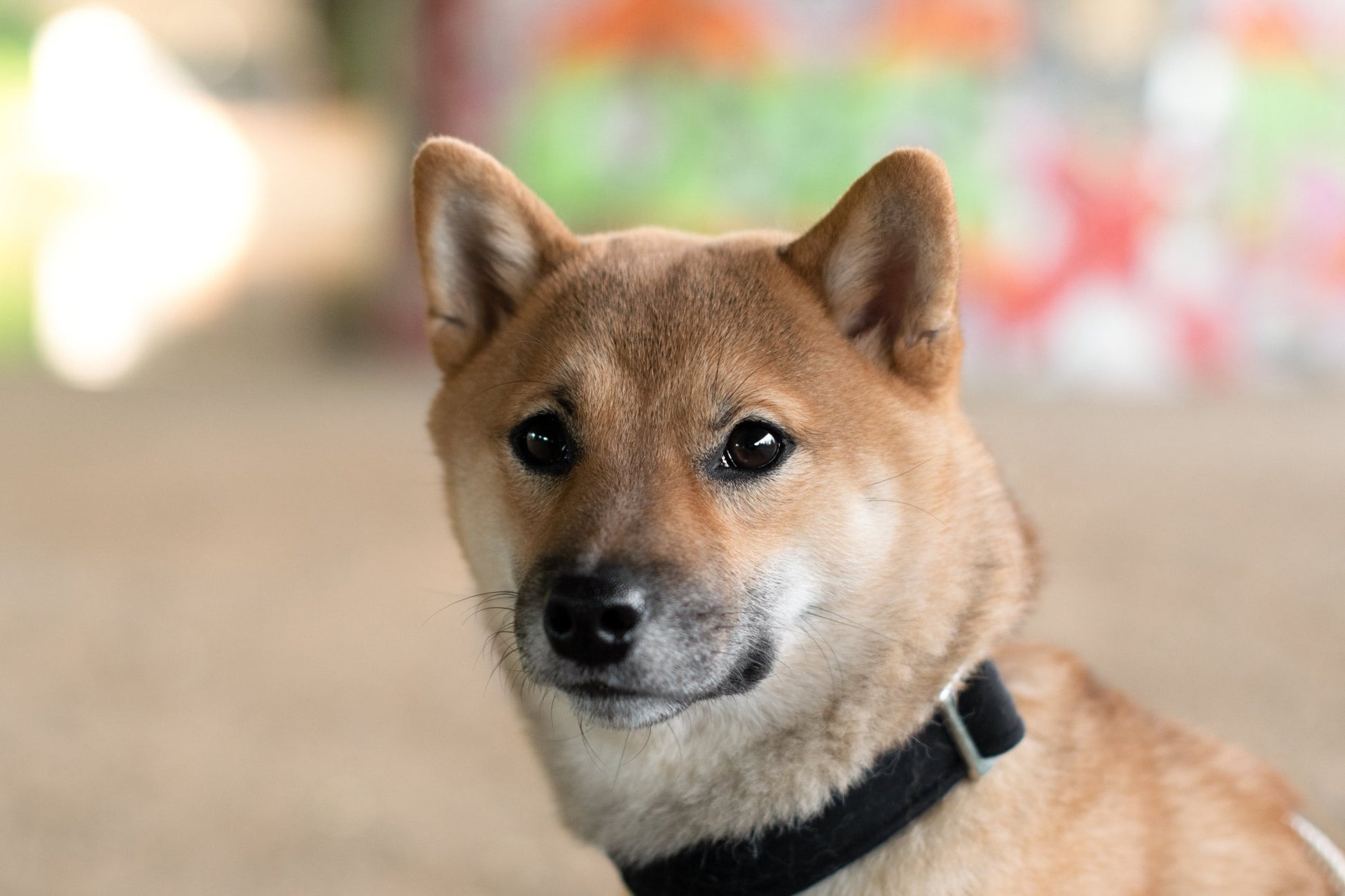 "Black Uni" Halsband für Hunde - Mr. Fox Hundezubehör