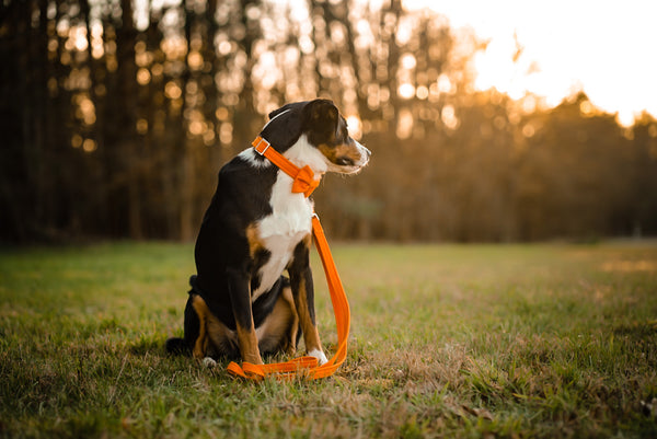 "Orange Uni" dog leash