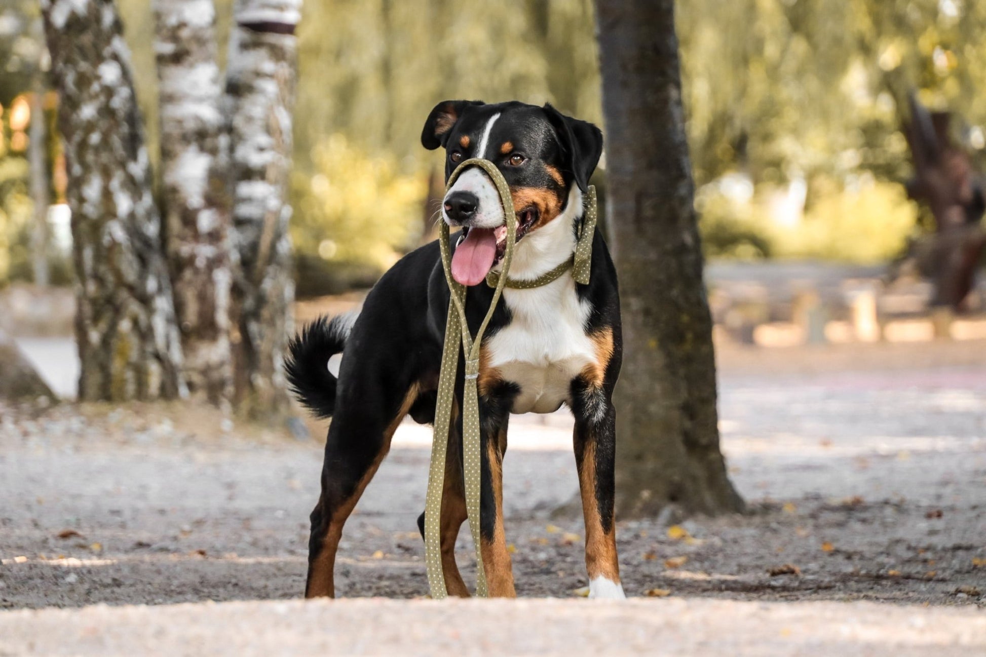 "Olive Polkadot" Halsband für Hunde - Mr. Fox Hundezubehör