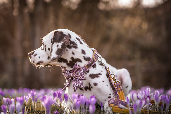 "Boho Bloom" dog leash