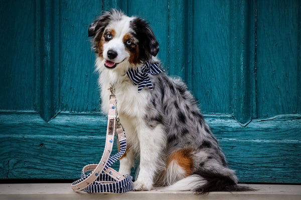 "Salty Stripes" Schleife für Hundehalsbänder