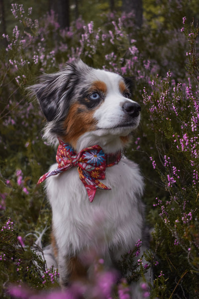 "Folklore Flowers" Schleife für Hundehalsbänder