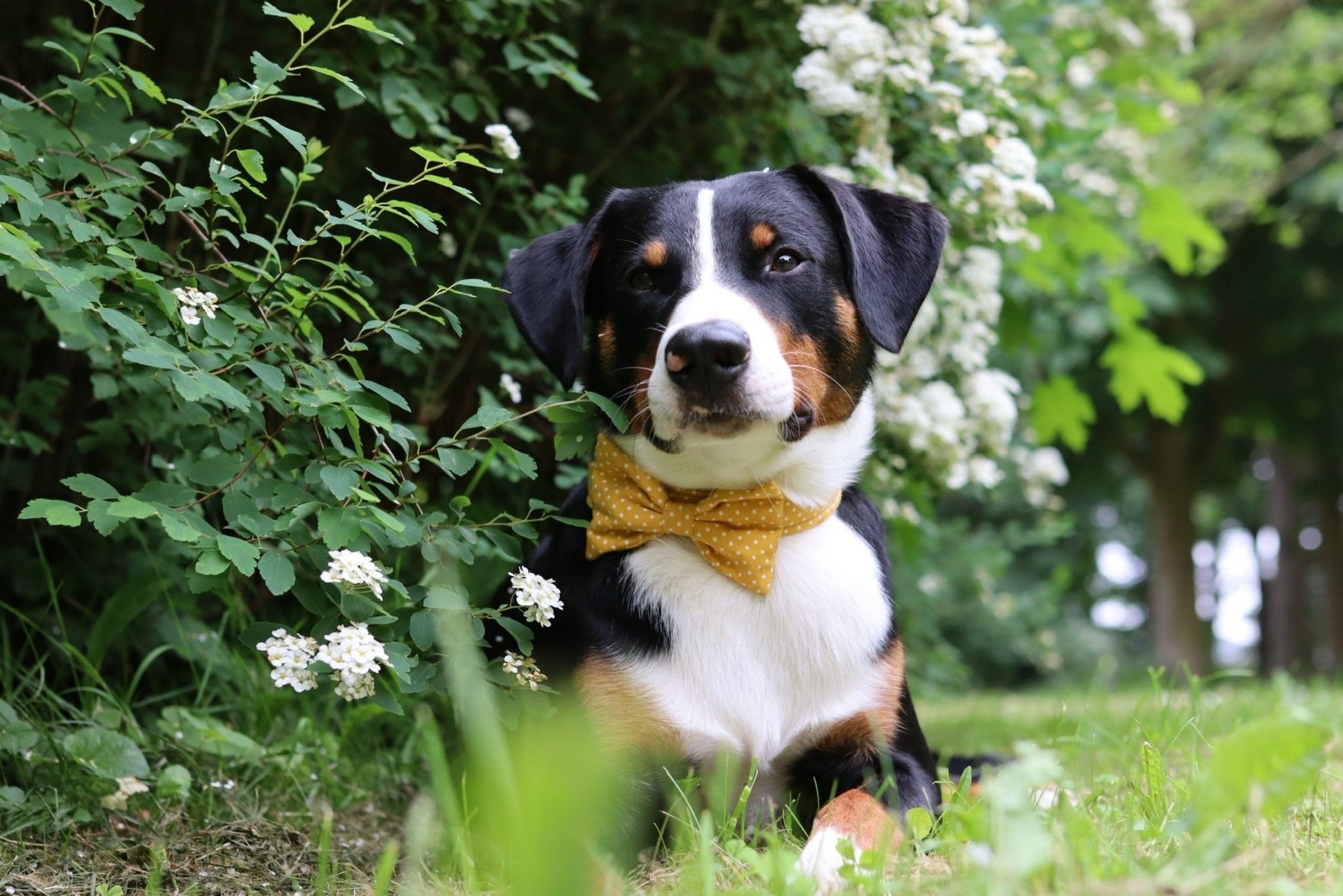 "Mustard Polkadot" Fliege für Hundehalsbänder - Mr. Fox Hundezubehör