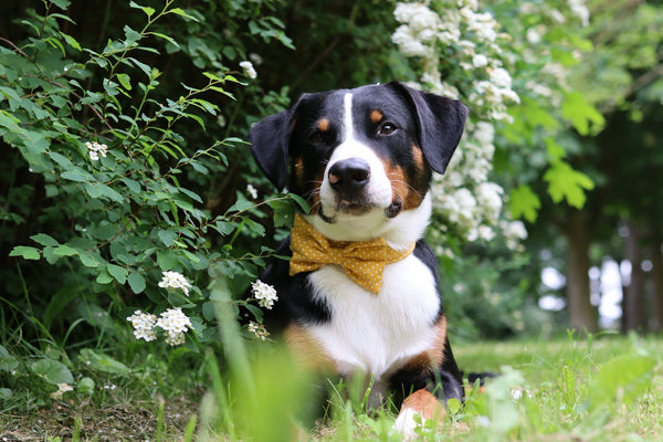 "Mustard Polkadot" bow tie for dog collars