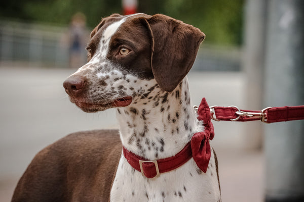 "Burgundy Uni" bow tie for dog collars