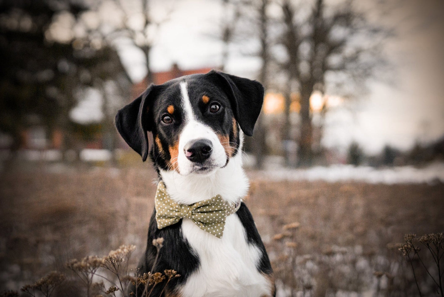 "Olive Polkadot" Halsband für Hunde - Mr. Fox Hundezubehör