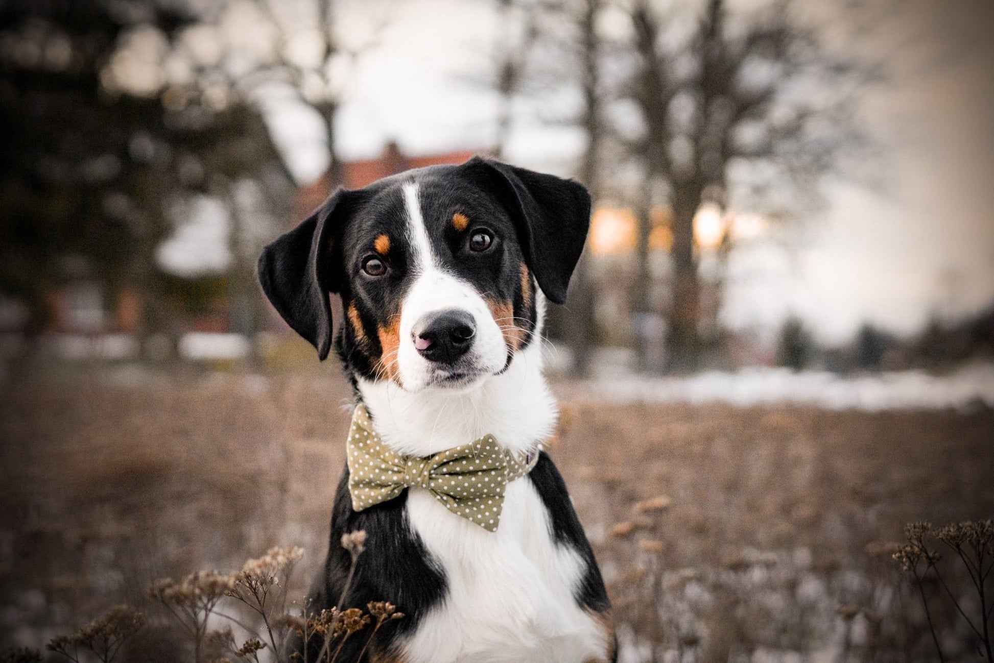 "Olive Polkadot" Halsband für Hunde - Mr. Fox Hundezubehör