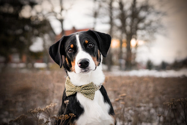 "Olive Polkadot" bow tie for dog collars