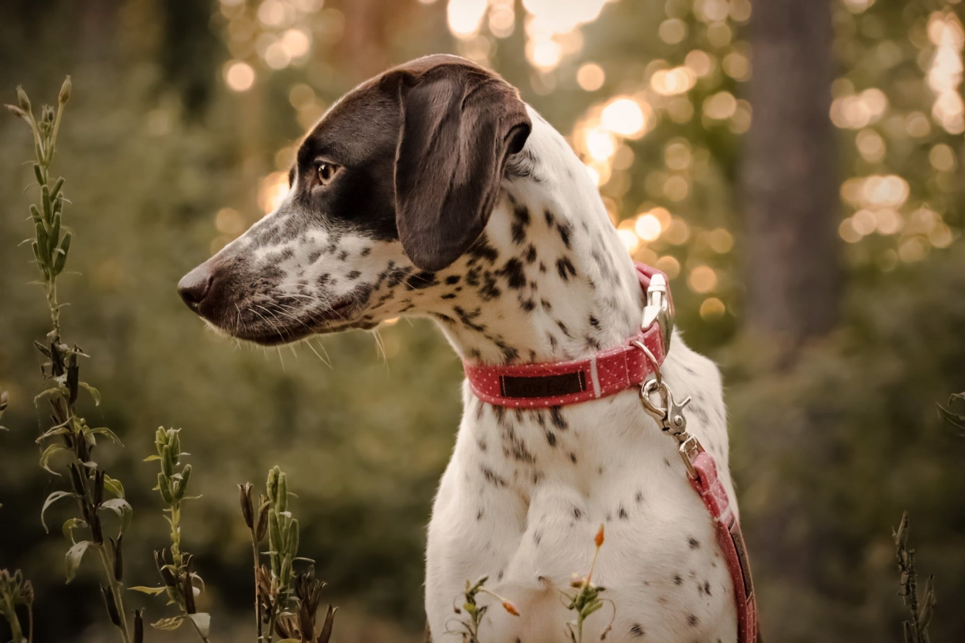 "Coral Polkadot" Halsband für Hunde - Mr. Fox Hundezubehör