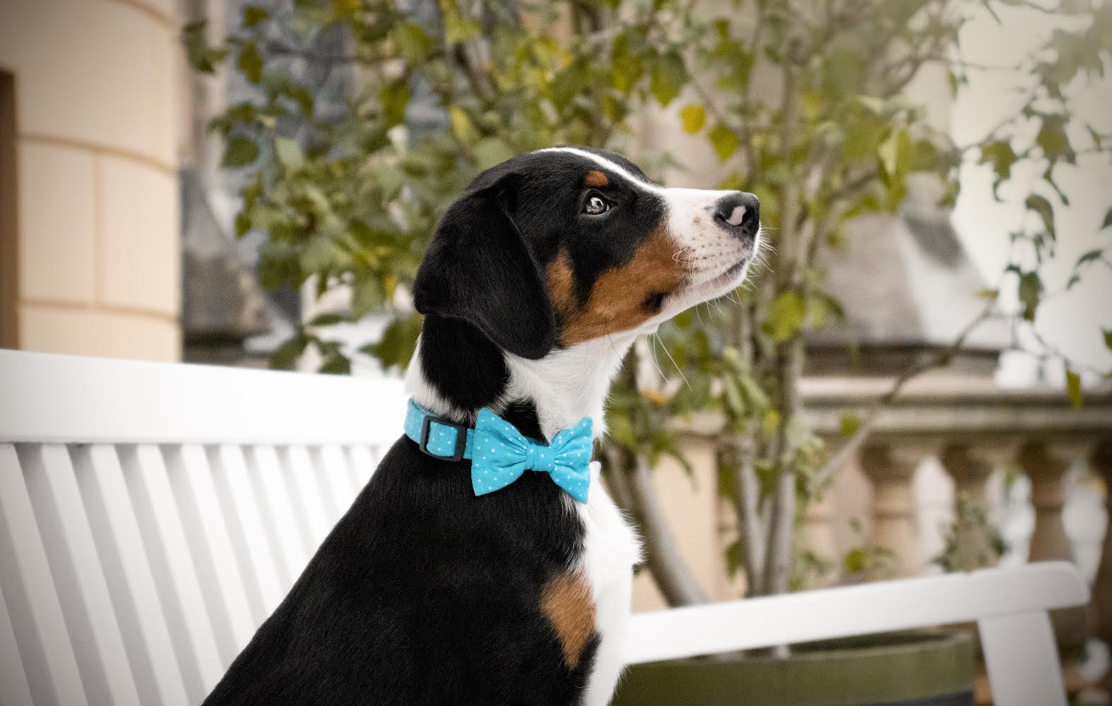 "Teal Polkadot" Fliege für Hundehalsbänder - Mr. Fox Hundezubehör