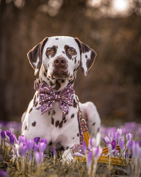 "Boho Bloom" Schleife für Hundehalsbänder