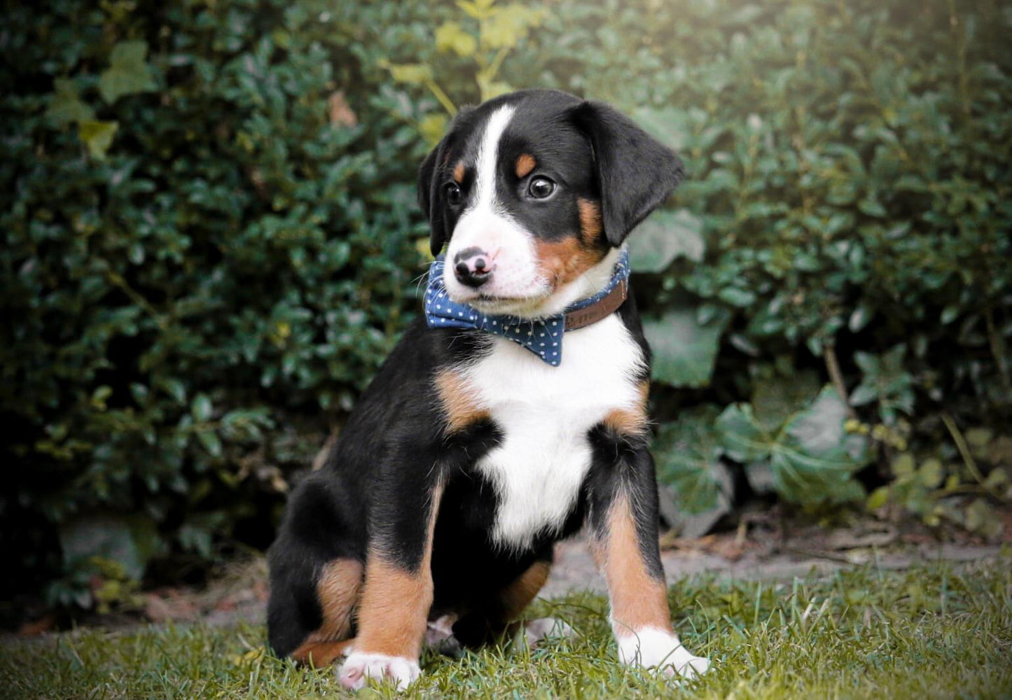 "Denim Blue Polkadot" Halsband für Hunde - Mr. Fox Hundezubehör