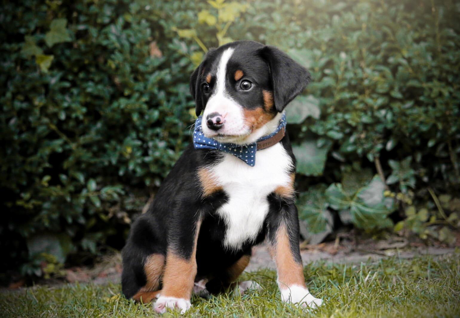 "Denim Blue Polkadot" Halsband für Hunde - Mr. Fox Hundezubehör