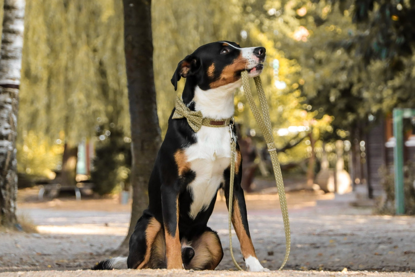 "Olive Polkadot" Halsband für Hunde - Mr. Fox Hundezubehör