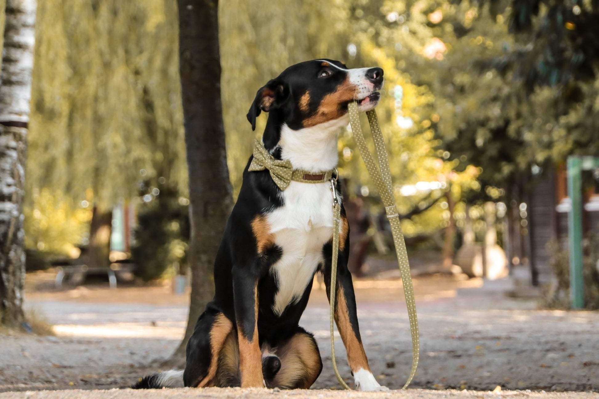 "Olive Polkadot" Hundeleine - Mr. Fox Hundezubehör
