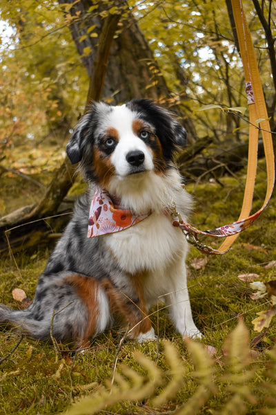 "Autumn Aesthetic" Halsband für Hunde