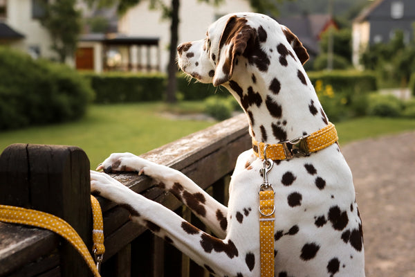 "Mustard Polkadot" Halsband für Hunde