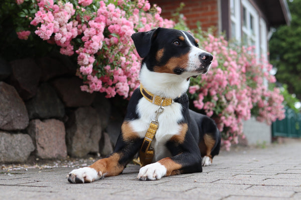 "Mustard Polkadot" collar for dogs