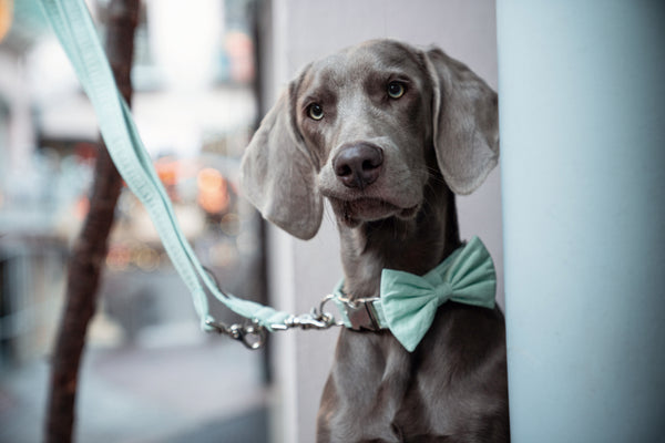 "Pale Mint Uni" bow tie for dog collars