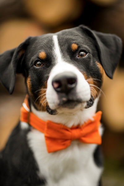"Orange Uni" Halsband für Hunde