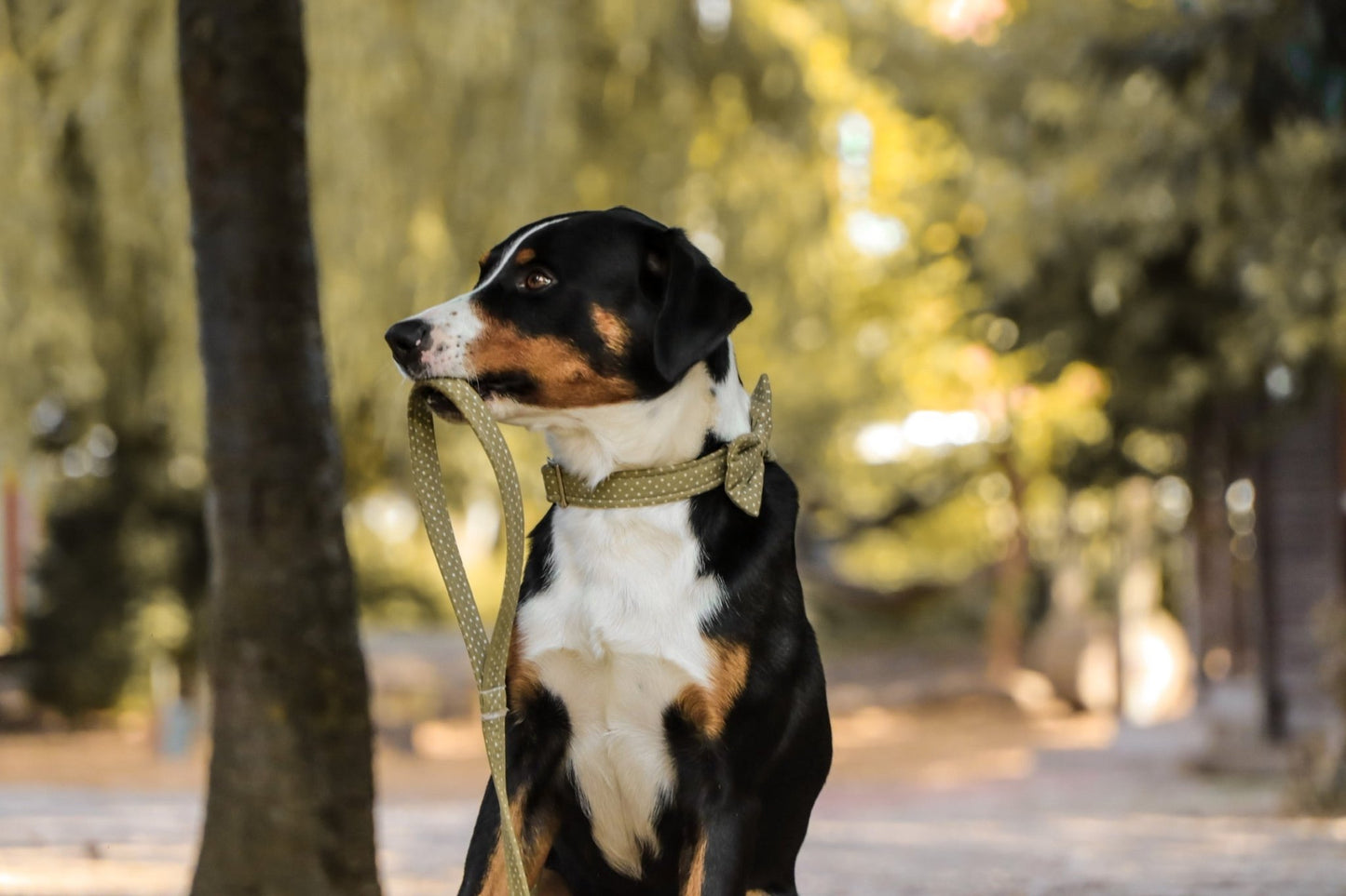 "Olive Polkadot" Halsband für Hunde - Mr. Fox Hundezubehör