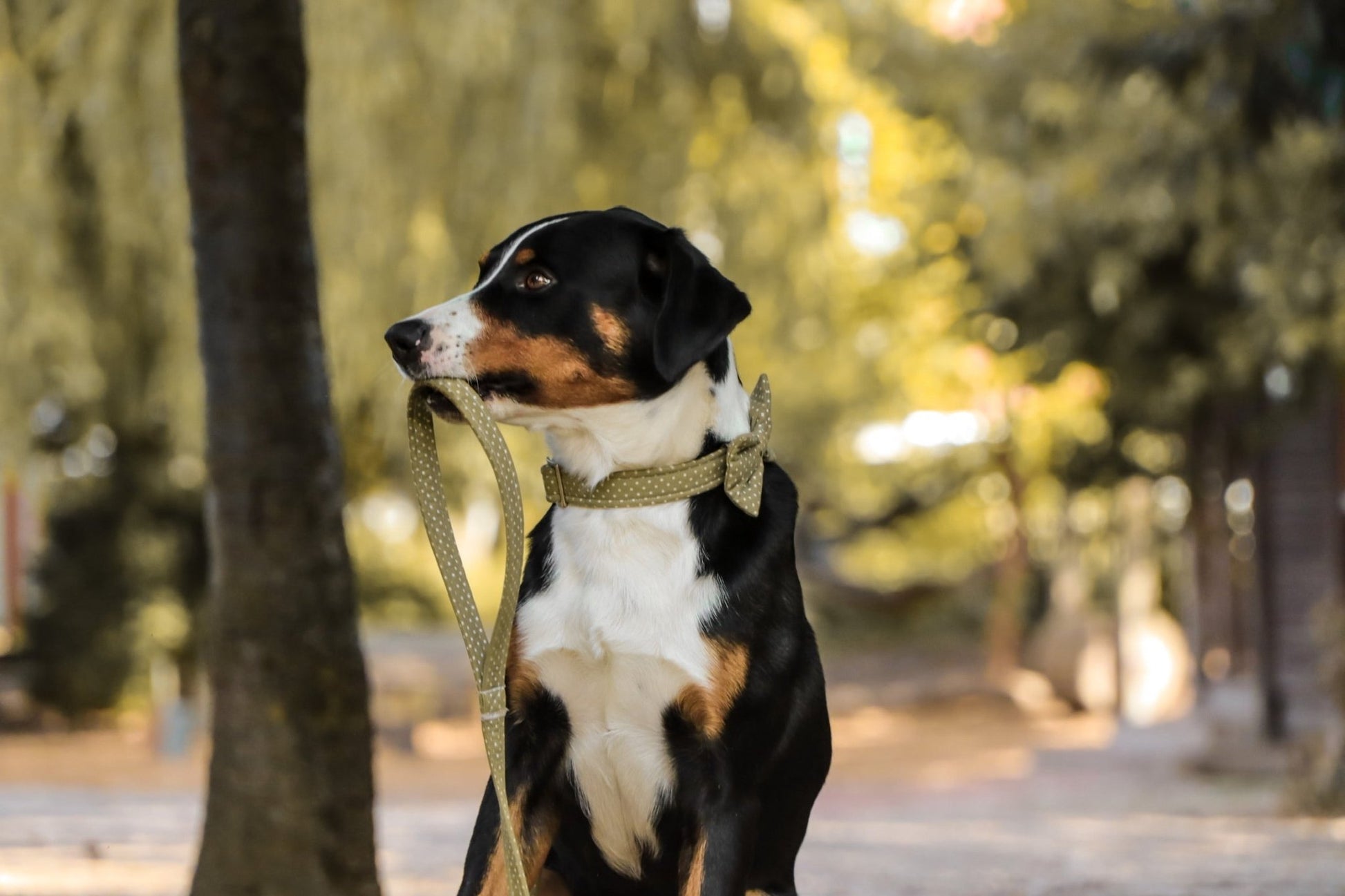 "Olive Polkadot" Halsband für Hunde - Mr. Fox Hundezubehör