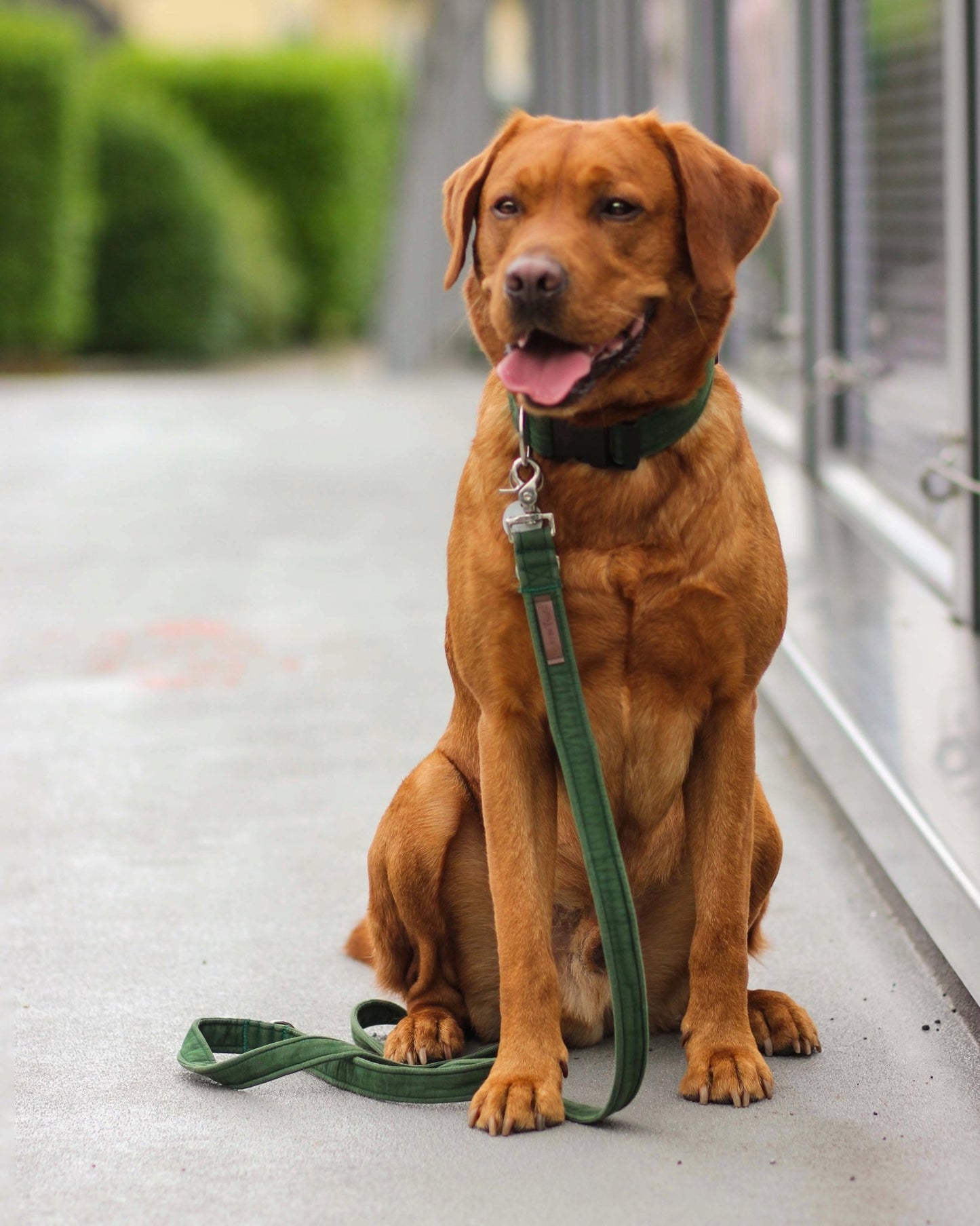 "Bottle Green Uni" Halsband für Hunde - Mr. Fox Hundezubehör
