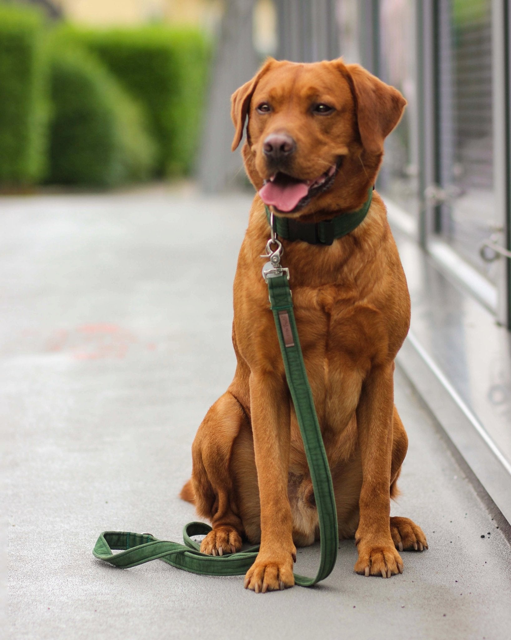 "Bottle Green Uni" Halsband für Hunde - Mr. Fox Hundezubehör