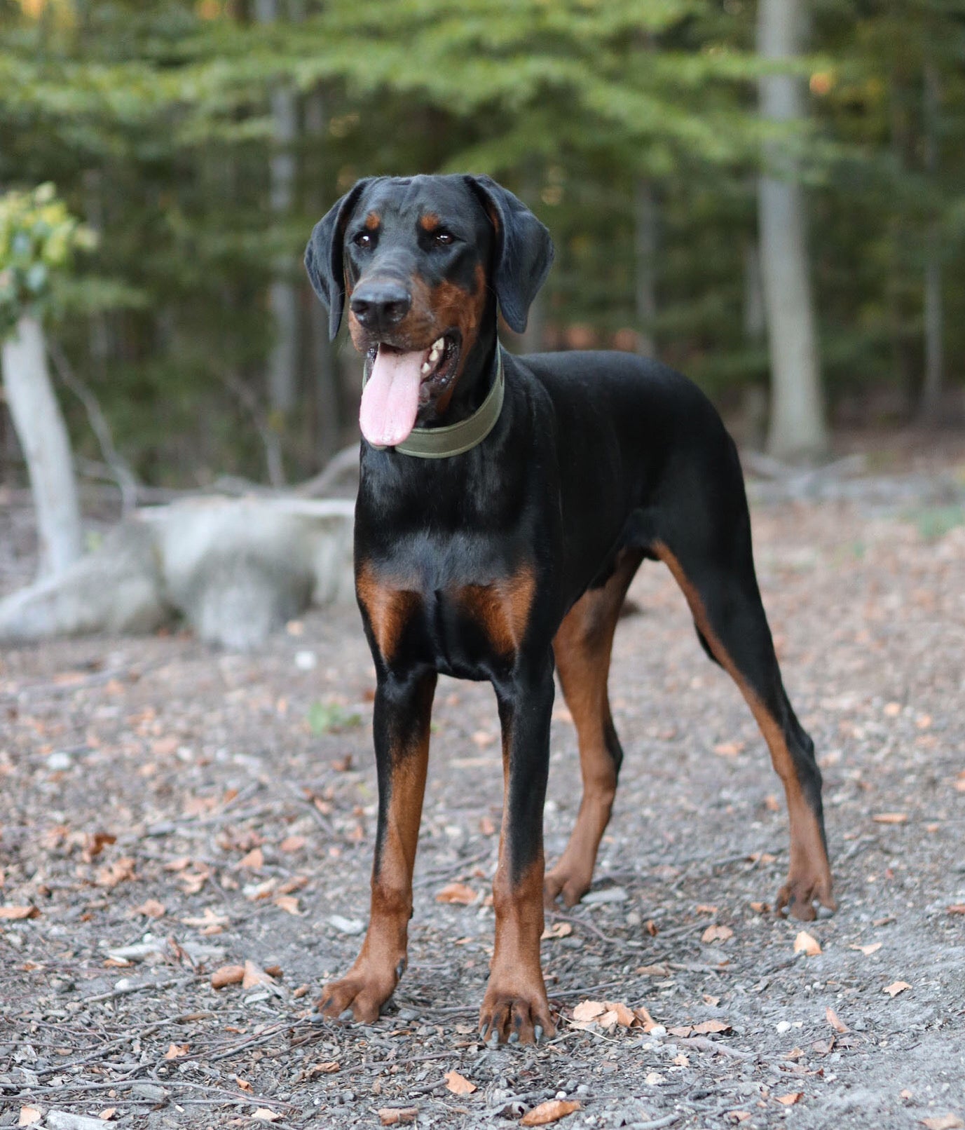 "Olive Uni" Halsband für Hunde - Mr. Fox Hundezubehör