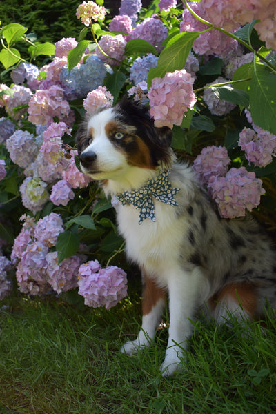 "Daisy Dream" Halsband für Hunde