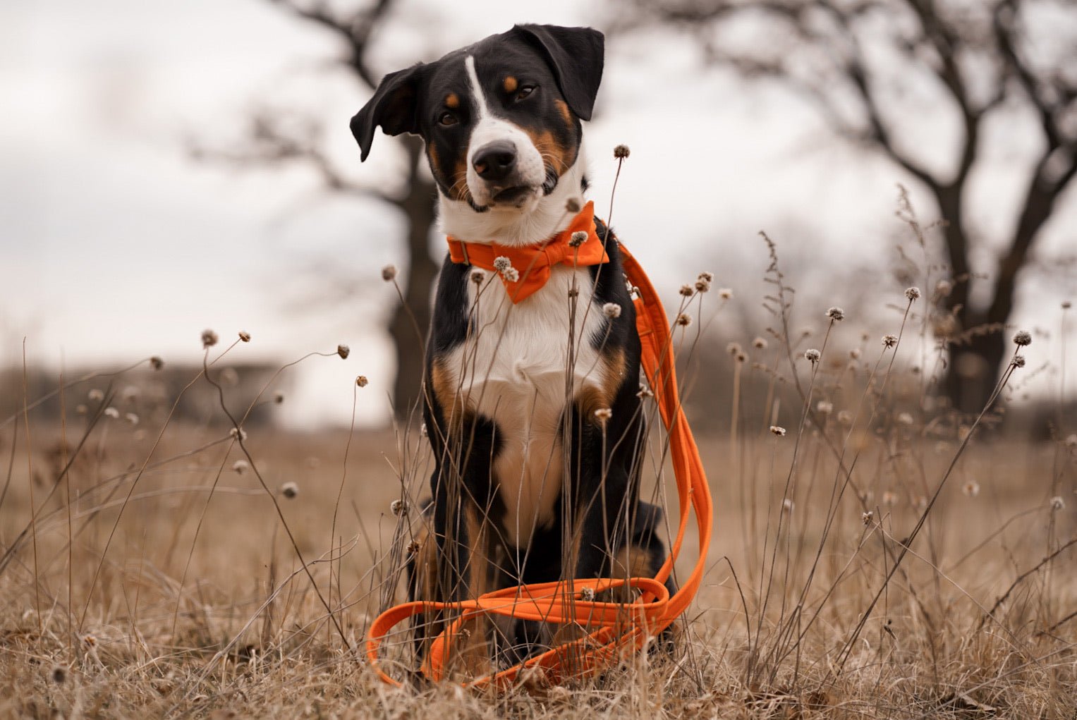 "Orange Uni" Fliege für Hundehalsbänder - Mr. Fox Hundezubehör