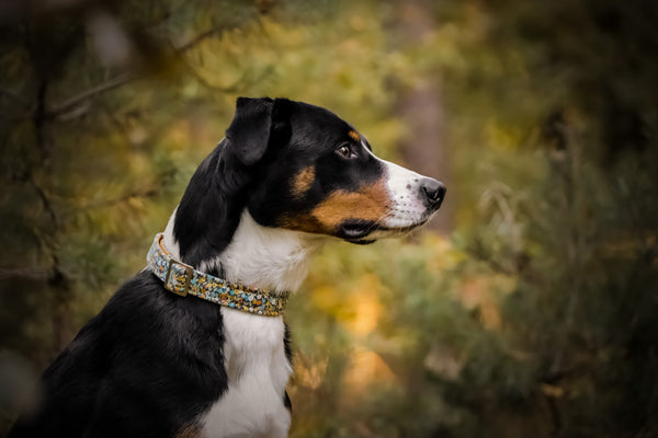 "Magical Marigolds" collar for dogs