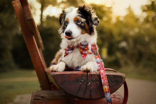 "Folklore Flowers" Halsband für Hunde