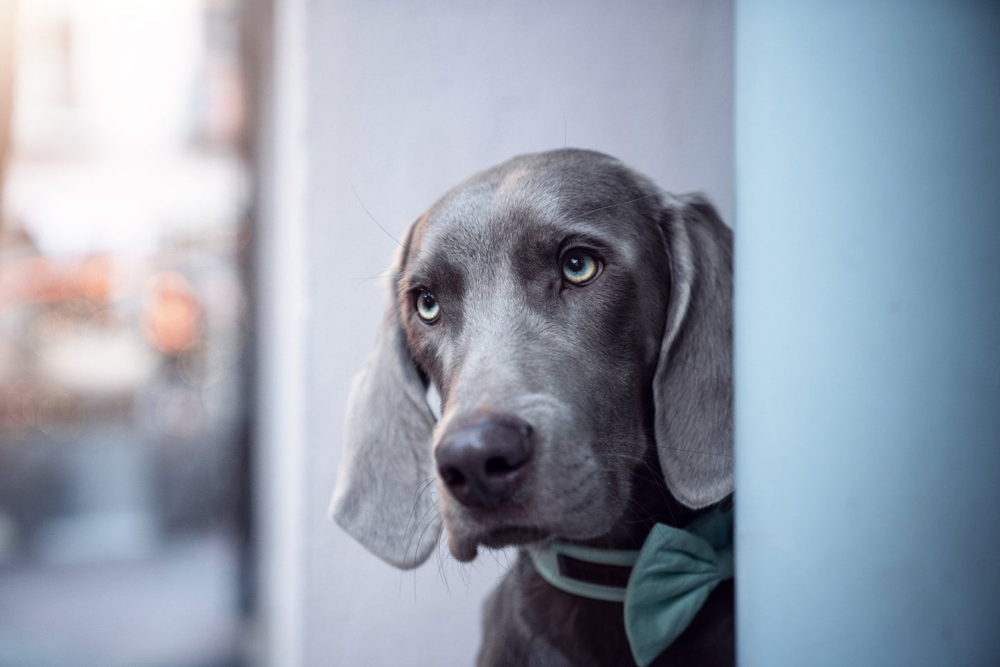 "Pale Mint Uni" Halsband für Hunde - Mr. Fox Hundezubehör