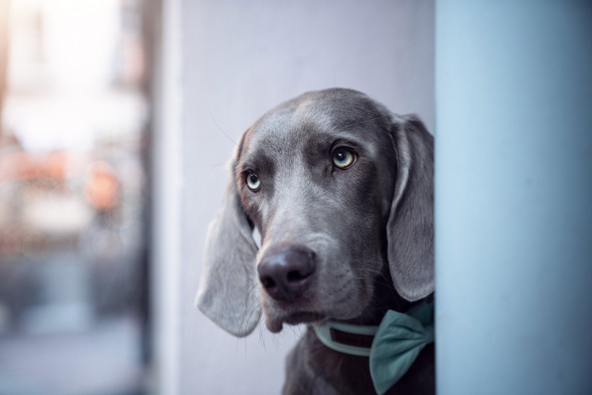 "Pale Mint Uni" Halsband für Hunde - Mr. Fox Hundezubehör