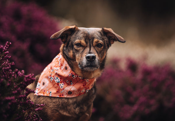 "Delightful Dandelions" Hundehalstuch