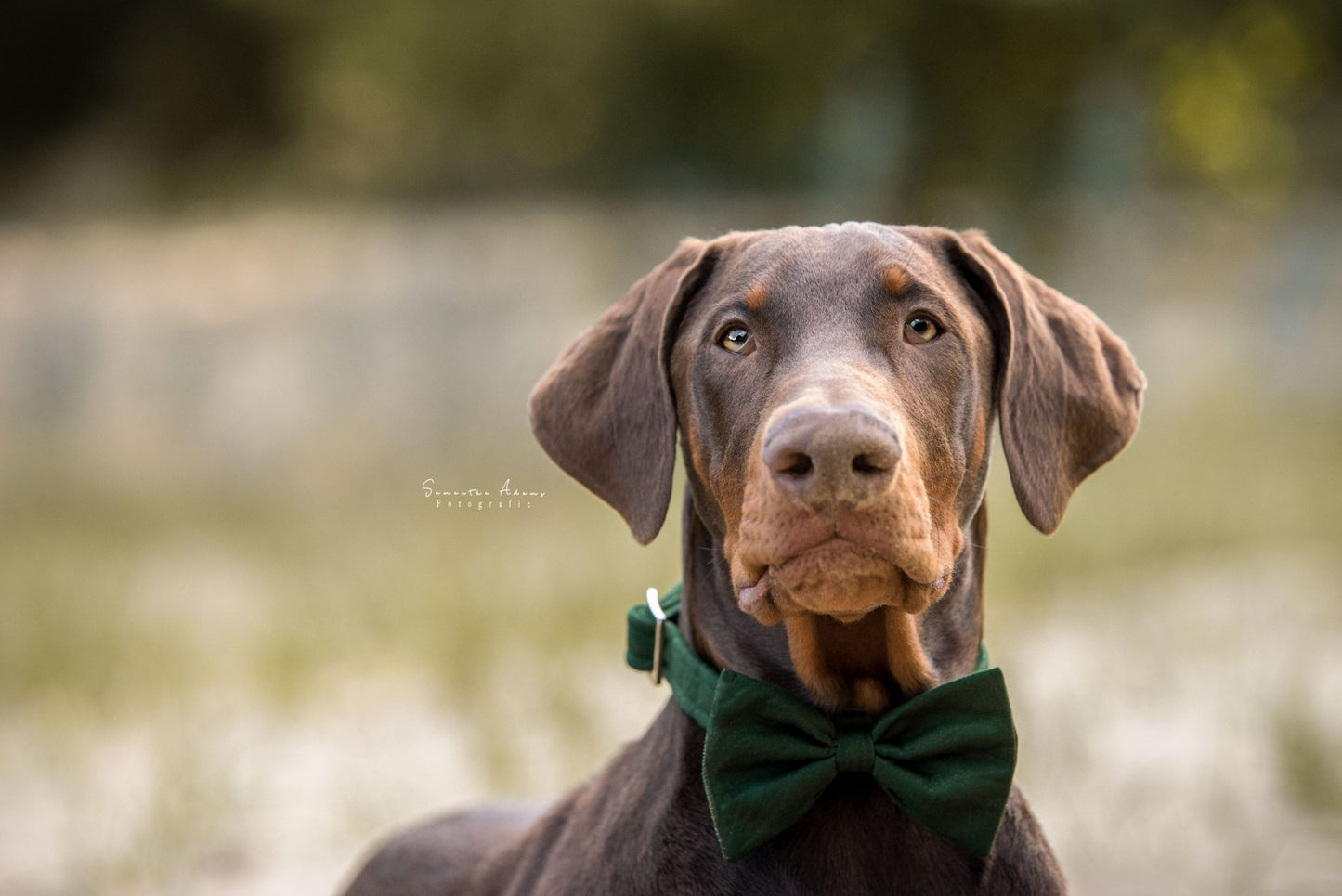 "Bottle Green Uni" Halsband für Hunde - Mr. Fox Hundezubehör