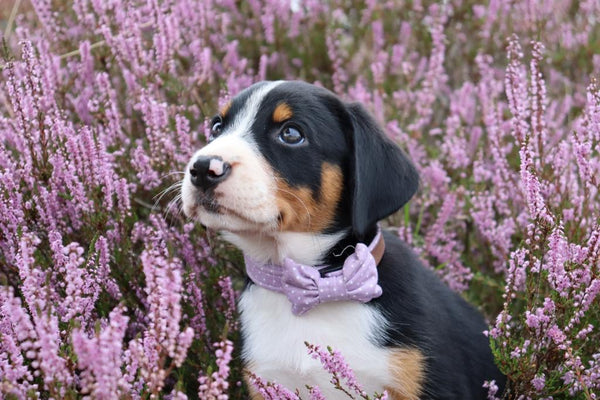 "Lilac Polkadot" bow tie for dog collars
