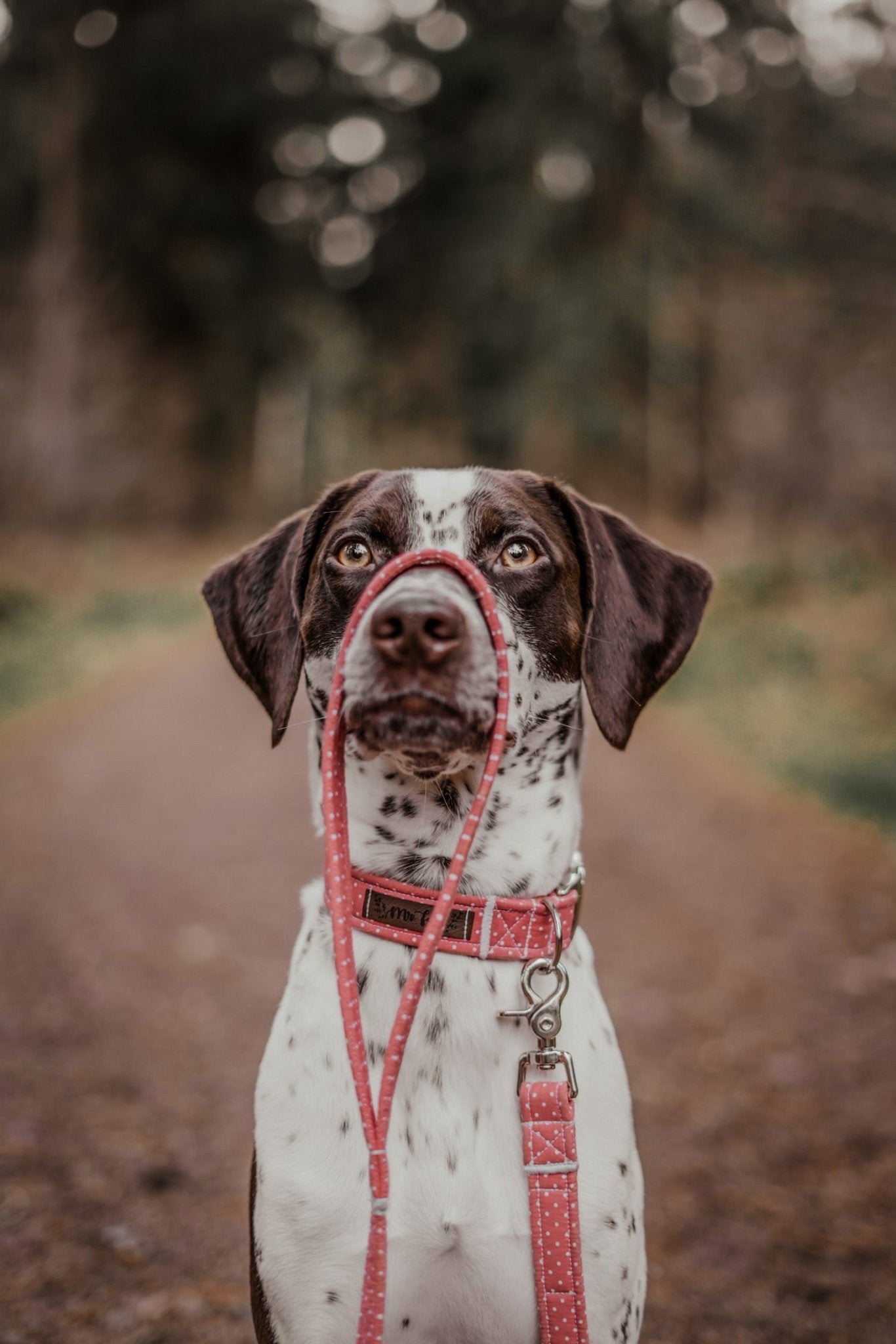 "Coral Polkadot" Halsband für Hunde - Mr. Fox Hundezubehör