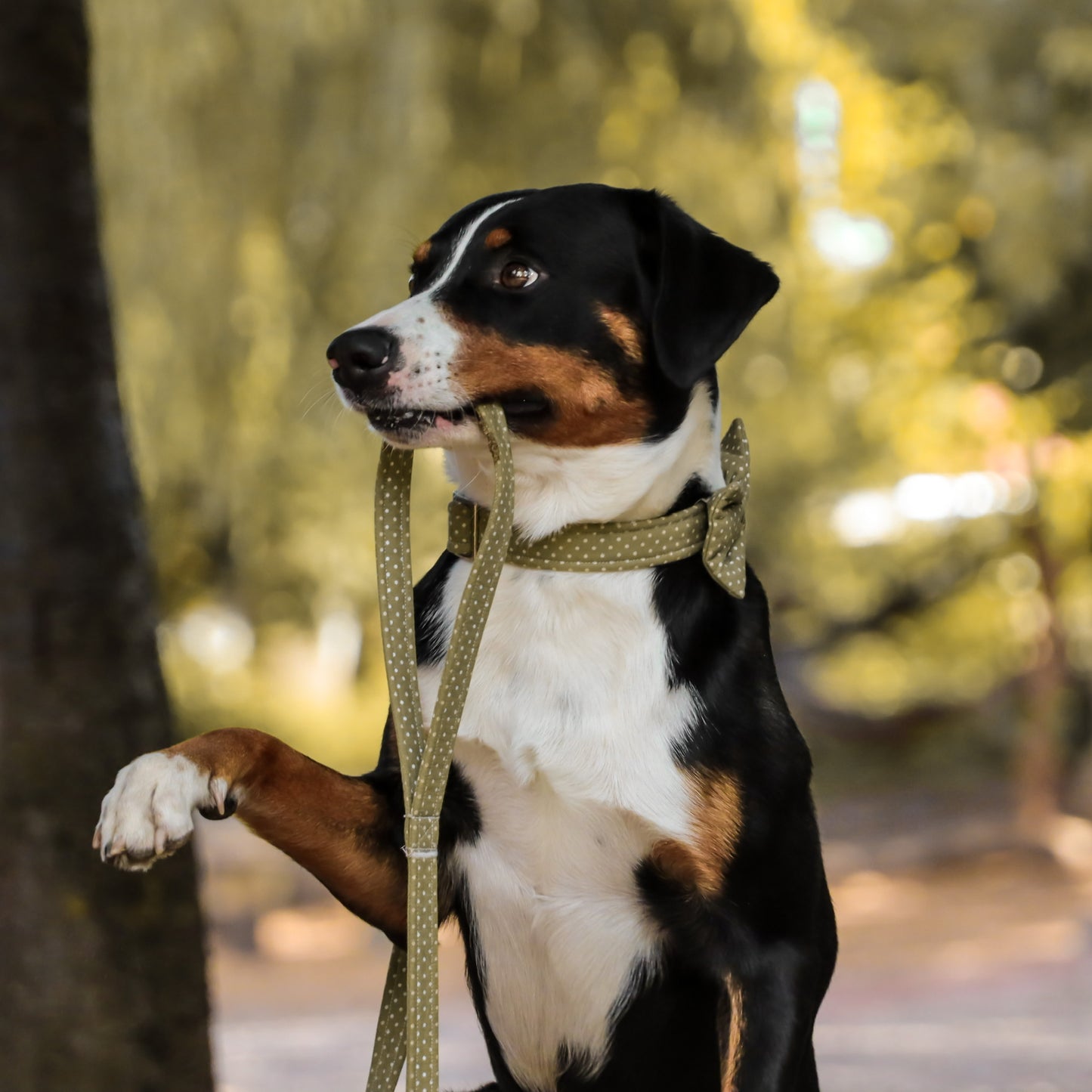 "Olive Polkadot" Hundeleine - Mr. Fox Hundezubehör
