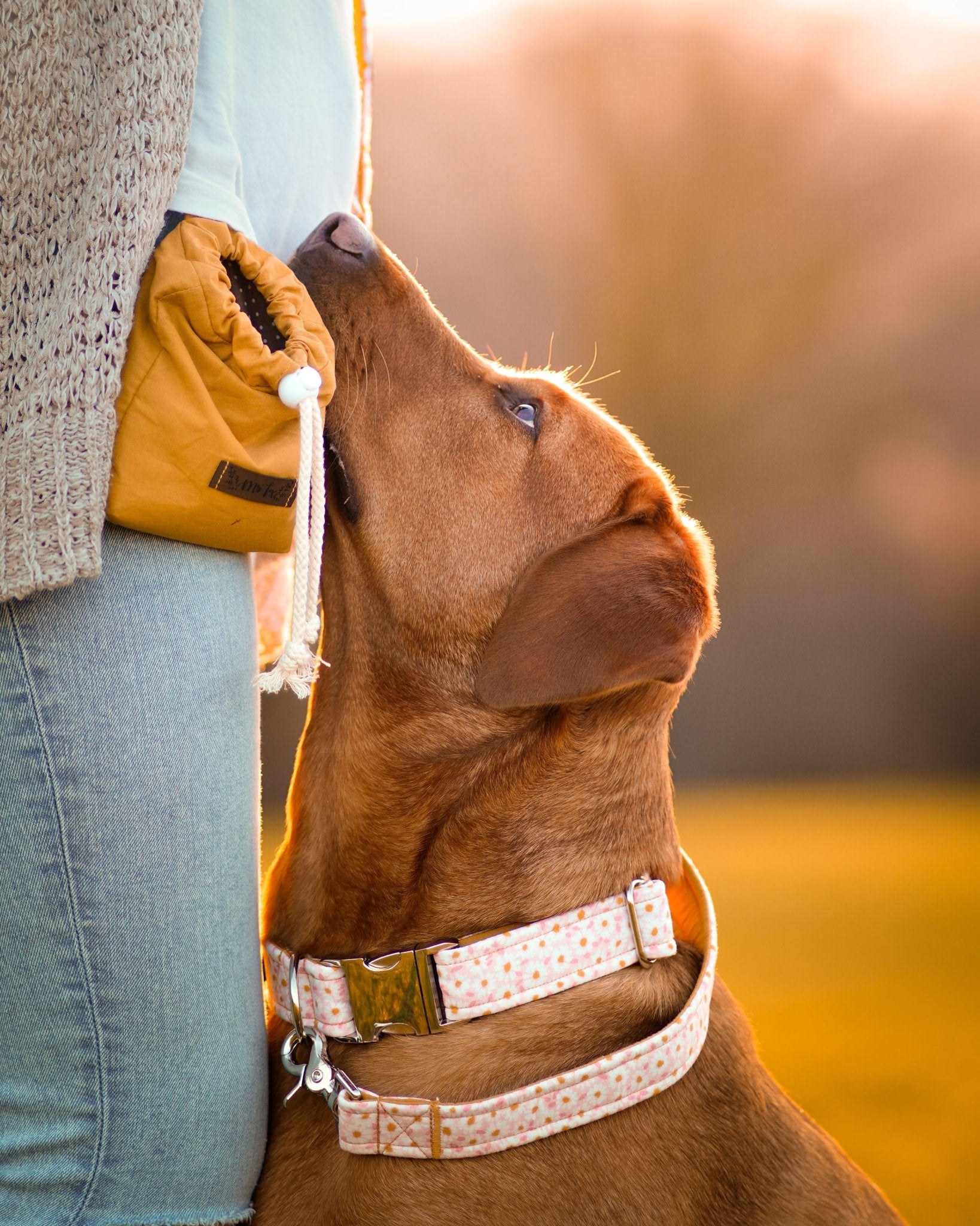 "Darling Daisy" Halsband für Hunde - Mr. Fox Hundezubehör